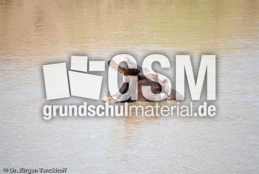 Flusspferd (42 von 104).jpg